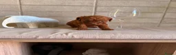 Caniche Toy perros en venta: CANICHE TOY ROJOS  - Anuncio 5