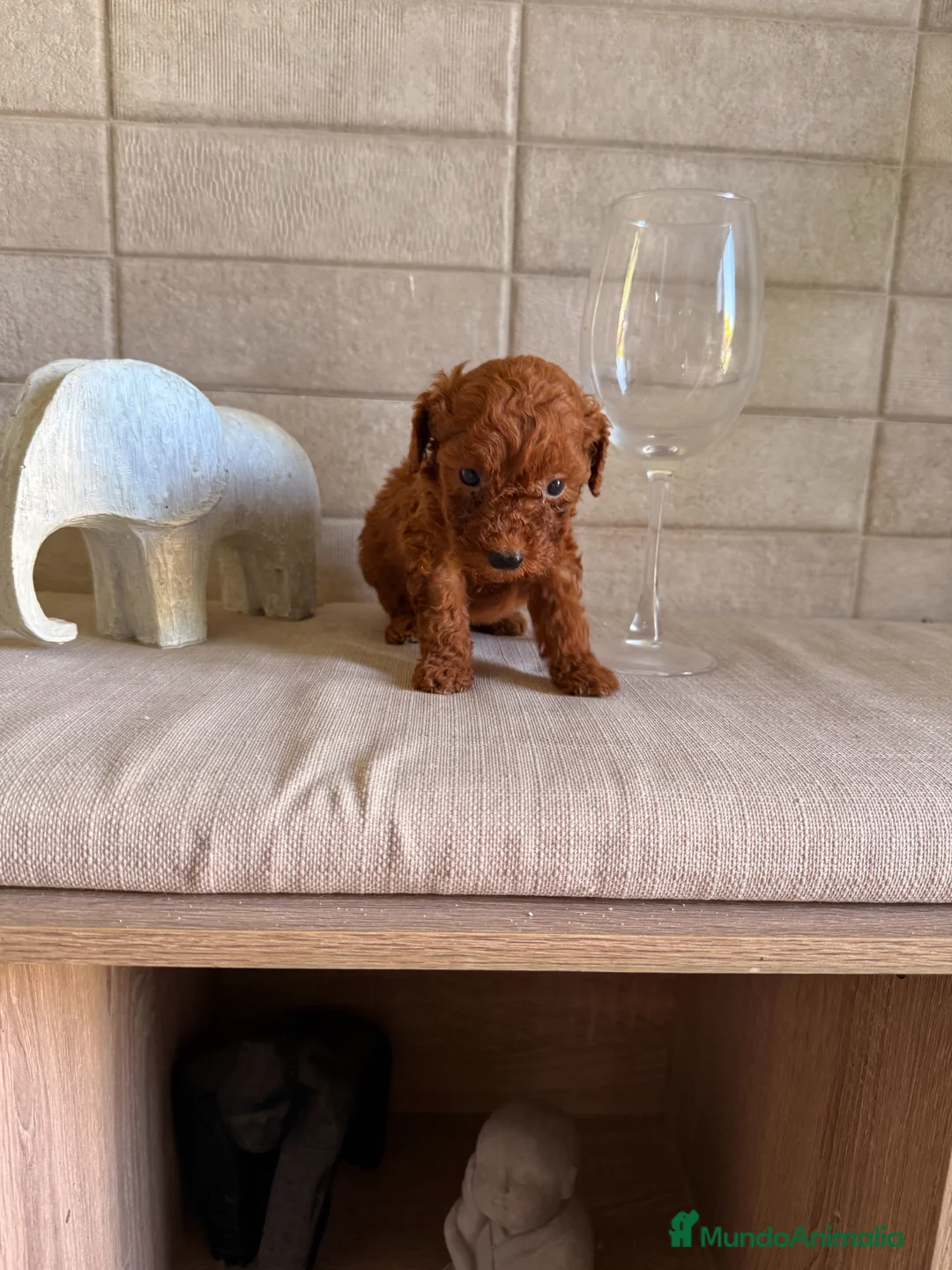 Caniche Toy perros en venta: CANICHE TOY ROJOS  - Anuncio 5