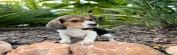 Beagle perros en venta: BEAGLE  - Anuncio 3