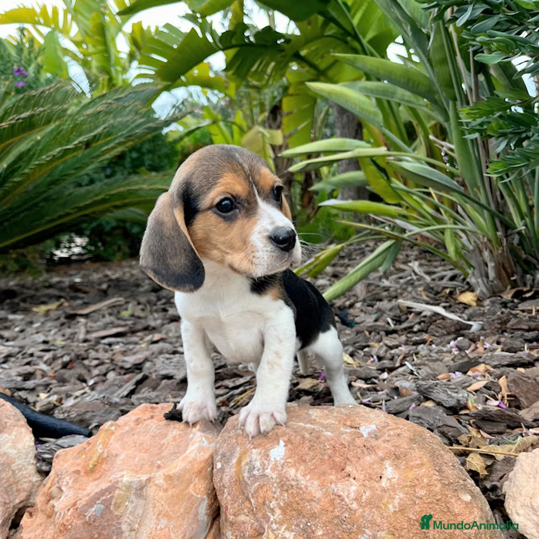 Beagle perros en venta: BEAGLE  - Anuncio 3