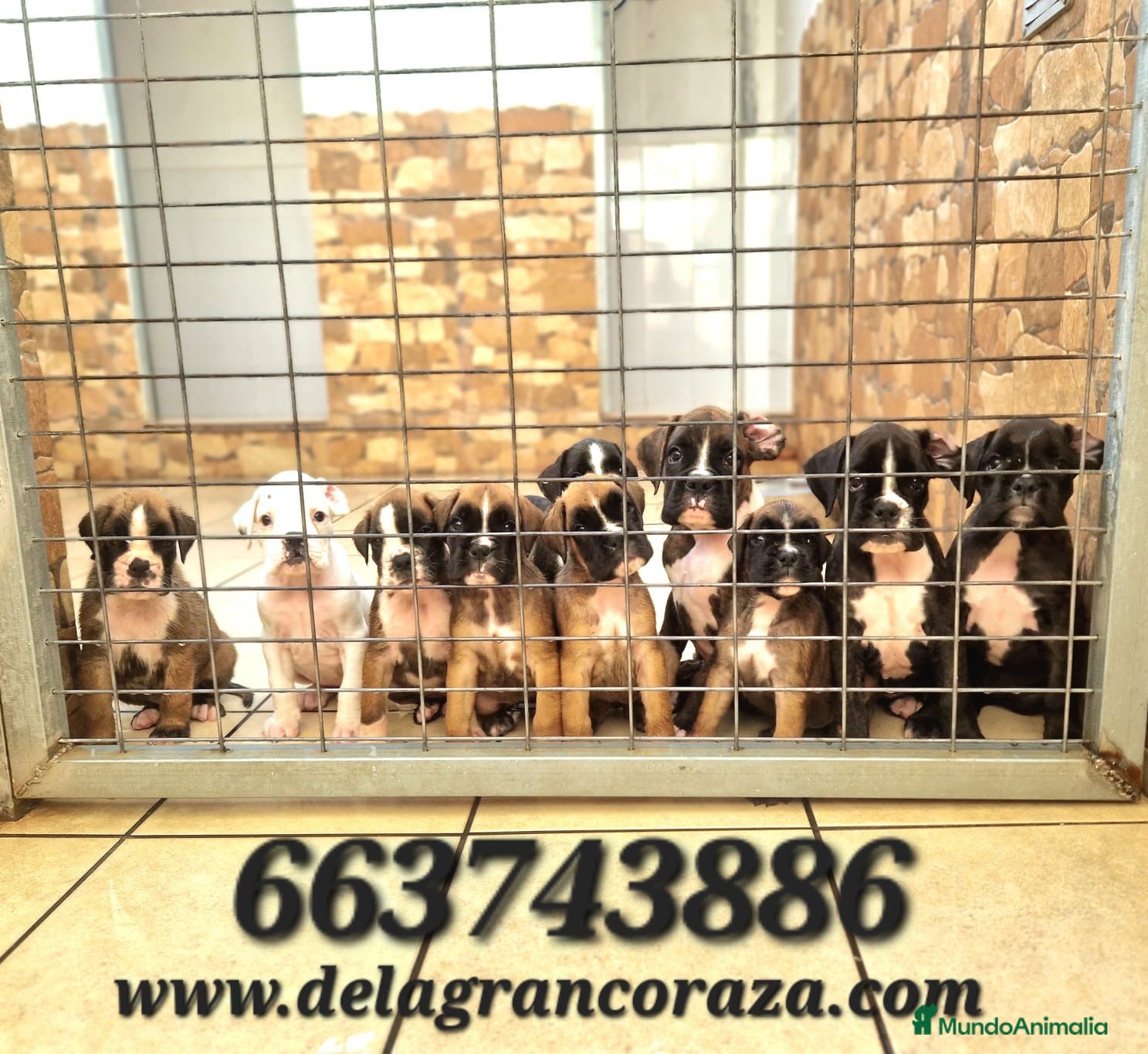 Boxer perros Cachorros boxer de alta selección  - Anuncio 1