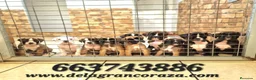 Boxer perros en venta: Cachorros boxer de alta selección  - Anuncio 1