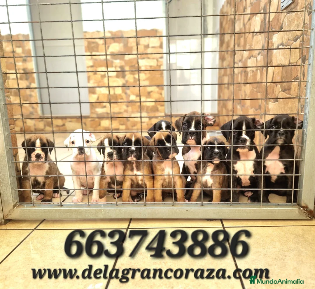 Boxer perros en venta: Cachorros boxer de alta selección  - Anuncio 1