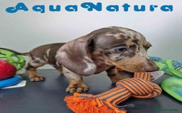 Teckel Miniatura perros en venta: Teckel Hembra DCD 5758 AQUANATURA - Imagen 3