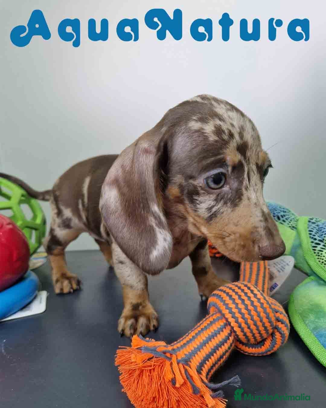 Teckel Miniatura perros en venta: Teckel Hembra DCD 5758 AQUANATURA - Imagen 3