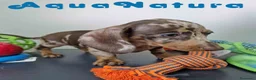 Teckel Miniatura perros en venta: Teckel Hembra DCD 5758 AQUANATURA - Anuncio 3