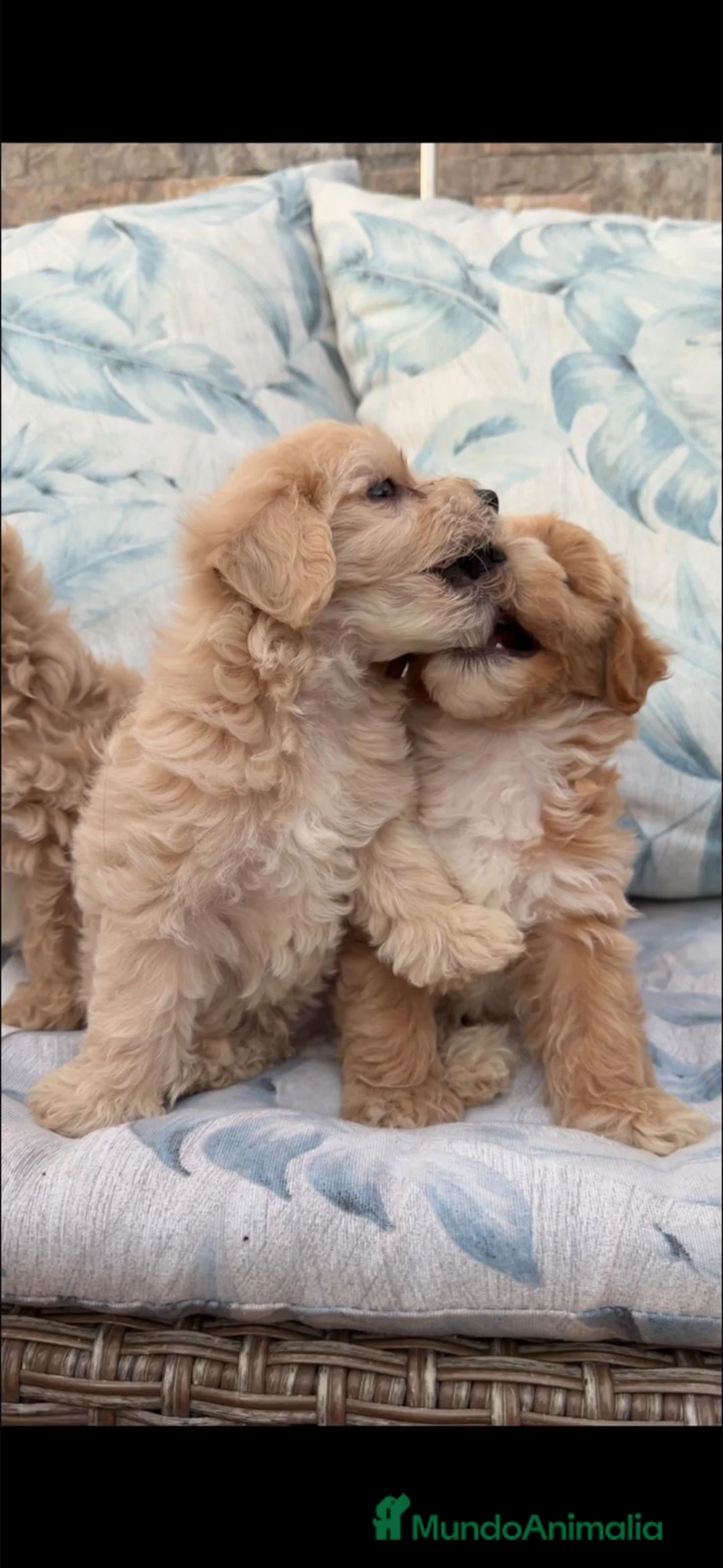 Maltipoo perros en venta: Maltipoo disponibles  - Anuncio 2