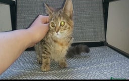 Británico de Pelo Corto gatos en venta: ⚜ Preciosa Gatita bebé British ⚜ - Imagen 2