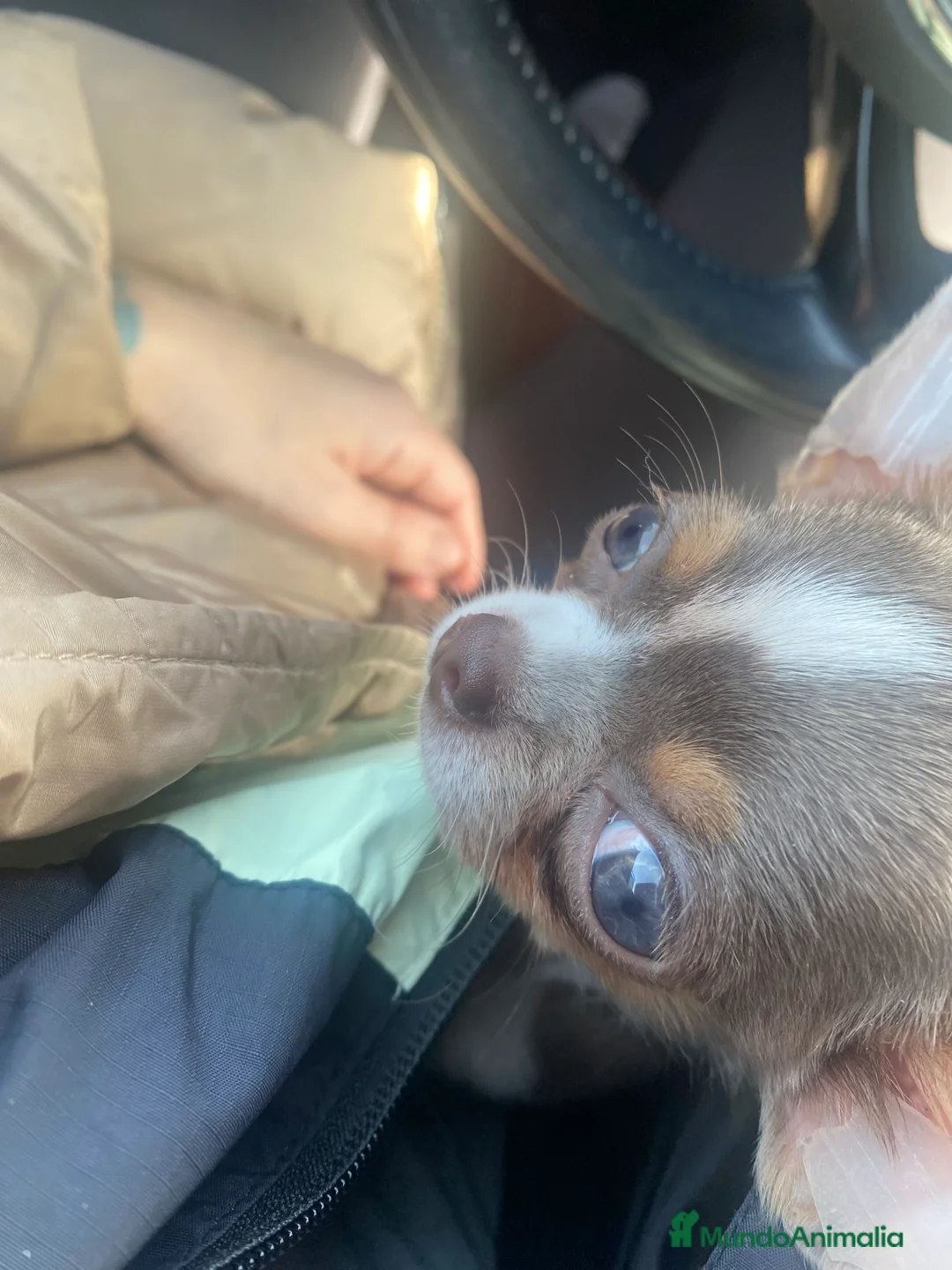 Chihuahua perros para monta: Chihuahua color exótico para monta  - Anuncio 3