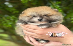 Pomerania perros en venta: Disponibles dos machos de pommerania - Imagen 4