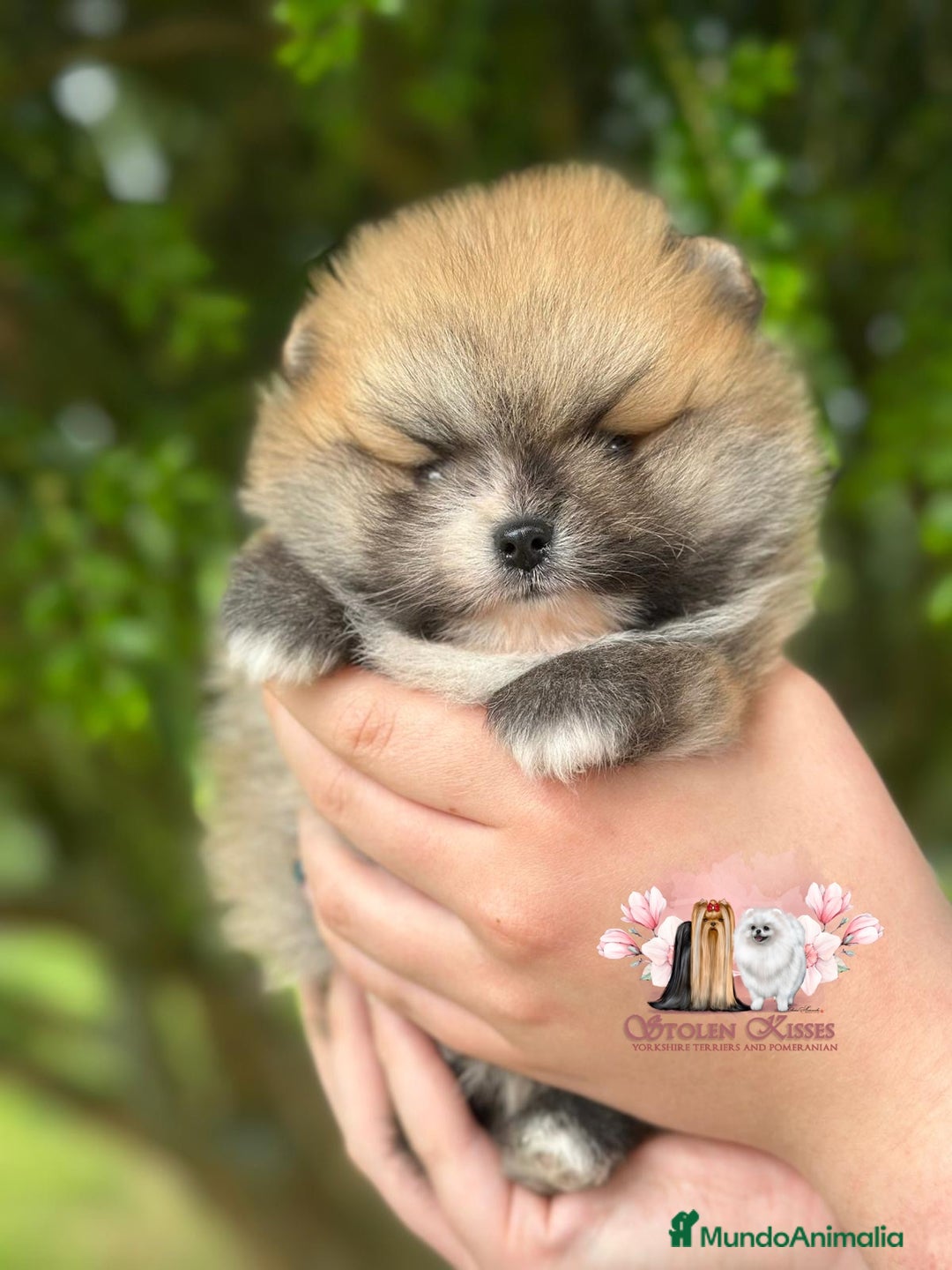 Pomerania perros en venta: Disponibles dos machos de pommerania - Imagen 4