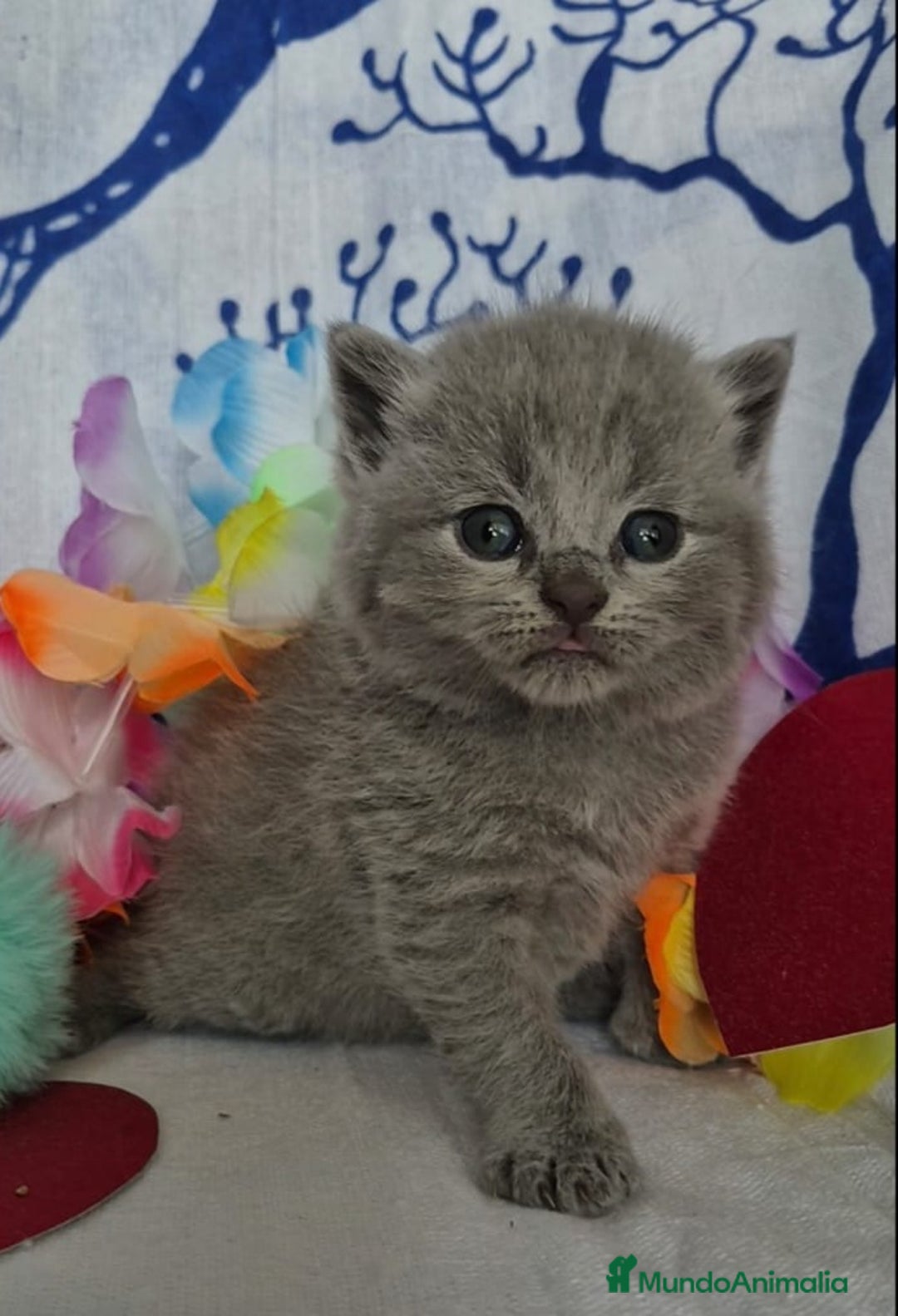 Británico de Pelo Corto gatos en venta: Brithis pelo corto Blue silver y de más  - Anuncio 6