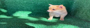 Chihuahua 3
