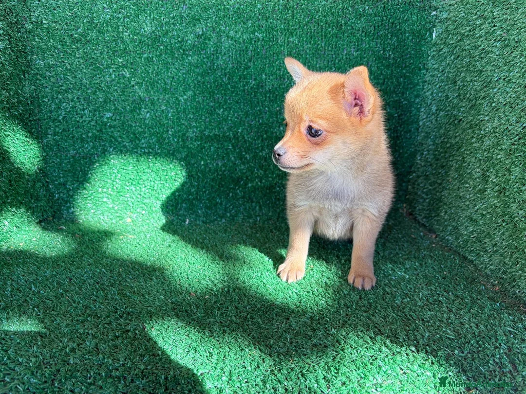Chihuahua perros en venta: chihuahua - Anuncio 9