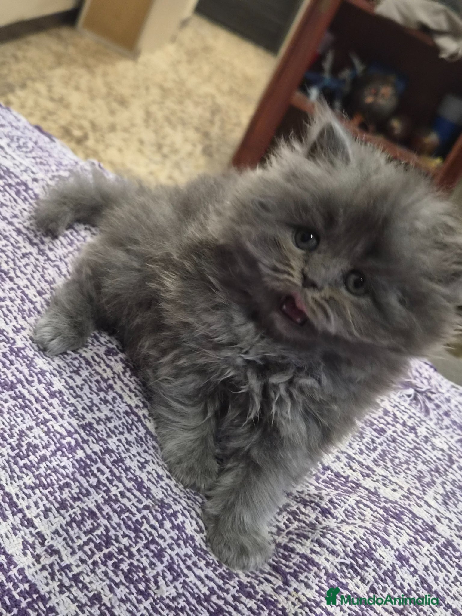 Persa gatos en venta: Gatos persas  - Anuncio 2