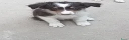 Border Collie perros en venta: Cachorros de border collie - Anuncio 12