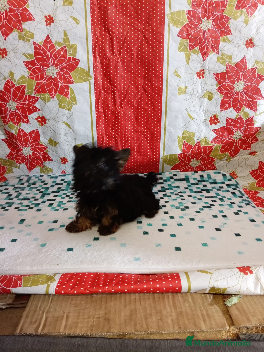 Yorkshire Terrier perros en venta: Yorshire toy  - Anuncio 5