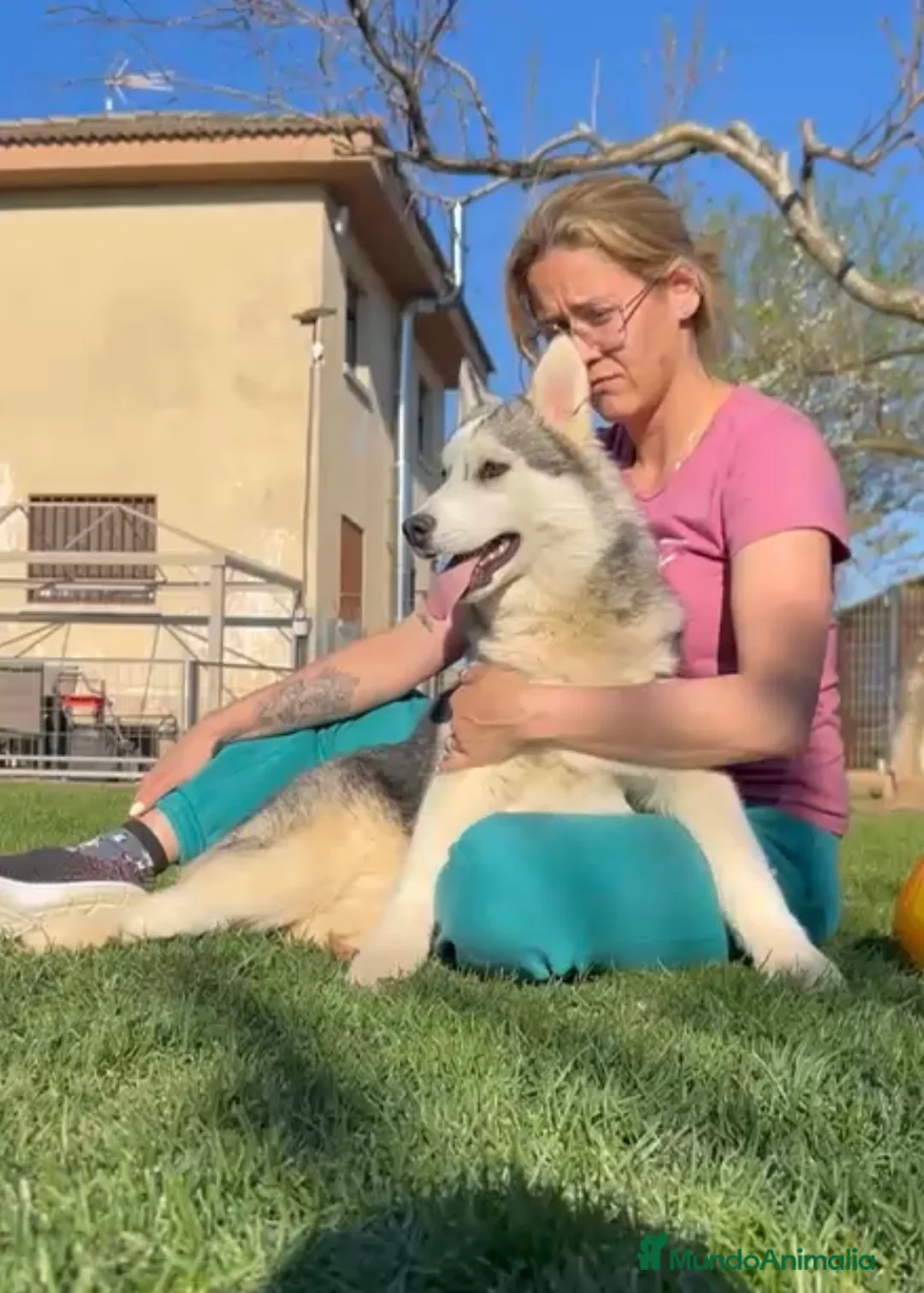 Husky Siberiano perros en venta: Preciosa cachorra husky siberiano - Anuncio 4