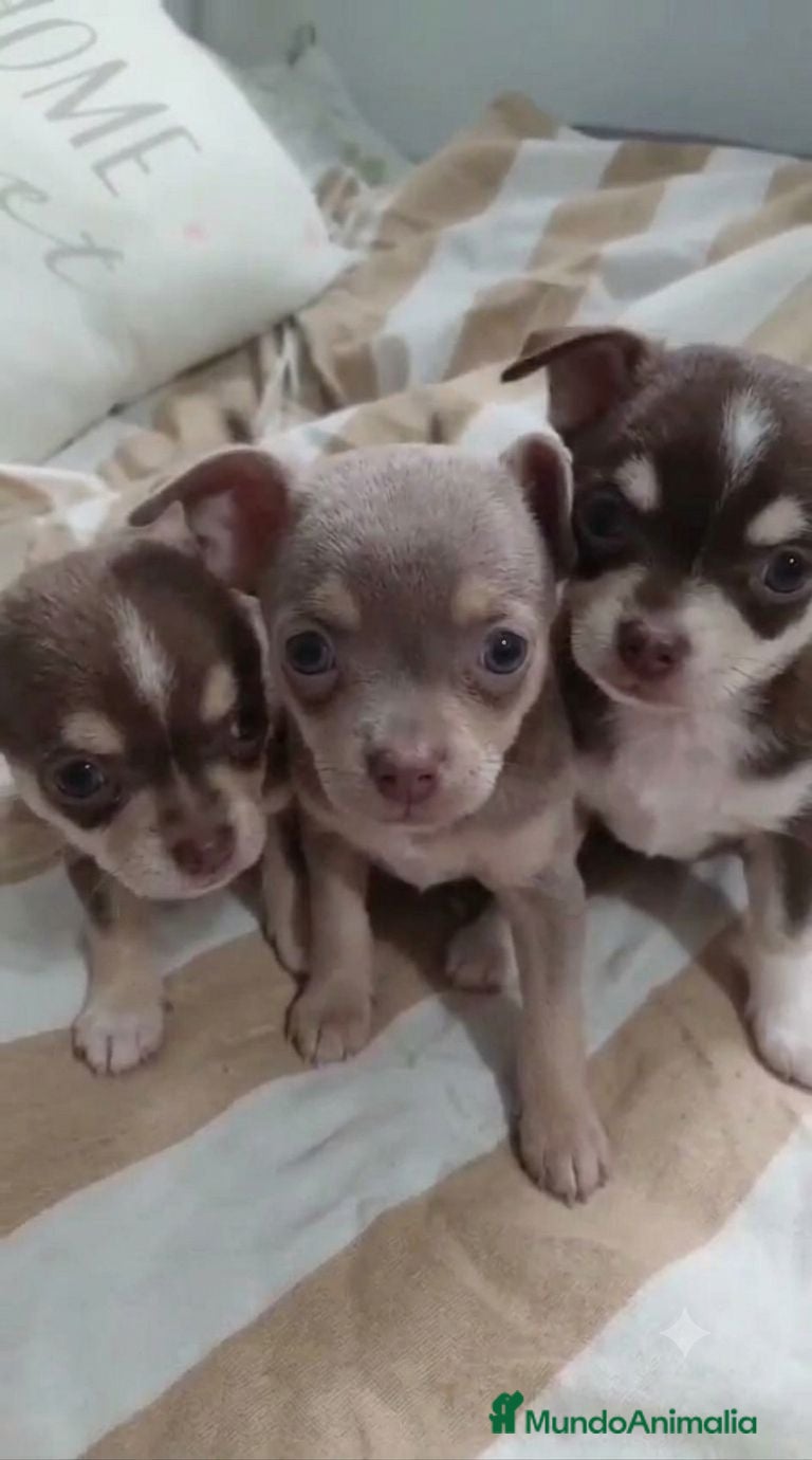 Chihuahua perros Chihuahua toy machos  - Anuncio 1