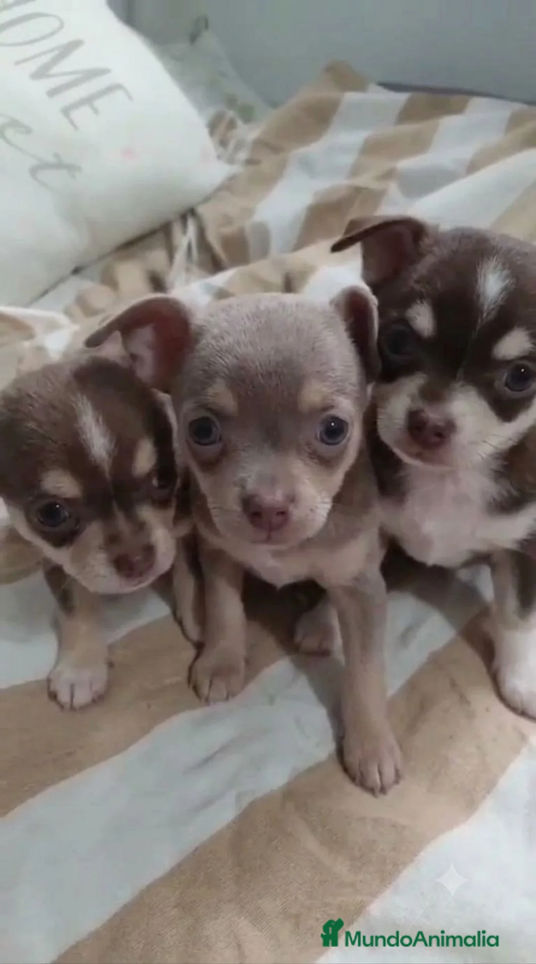 Chihuahua perros en venta: Chihuahua toy machos  - Anuncio 1