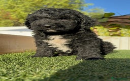 Perro de Agua Español perros en venta: PERRO DE AGUA ESPAÑOL - Imagen 6