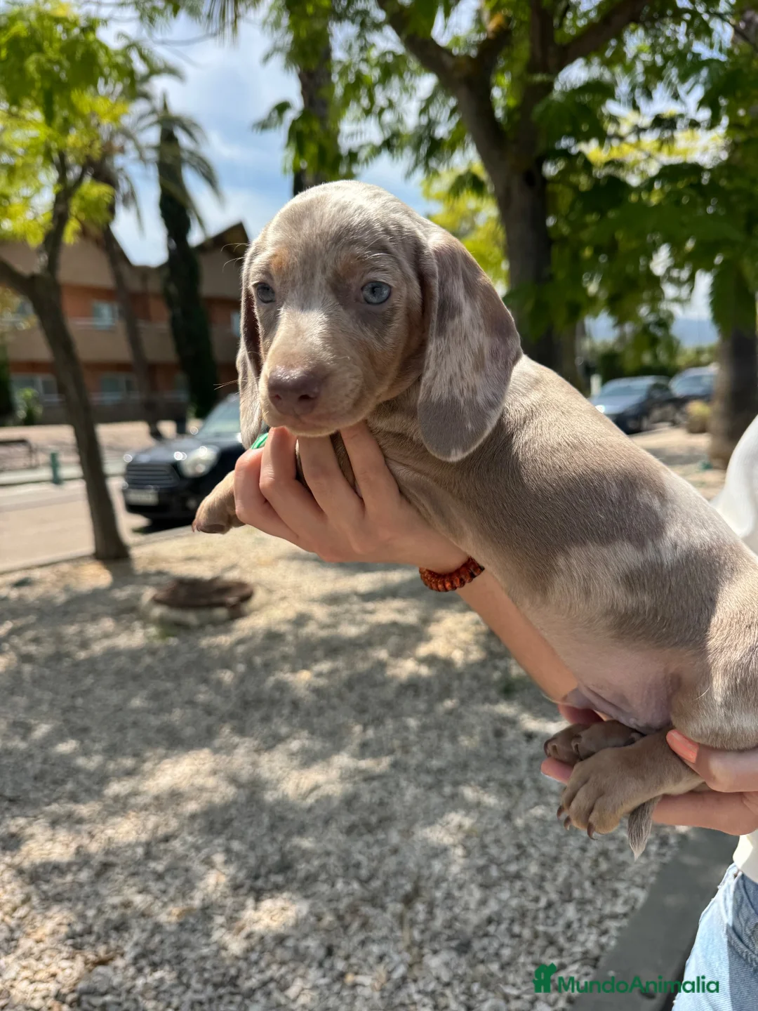 Teckel Miniatura perros en venta: teckel arlequin isabela  - Anuncio 1