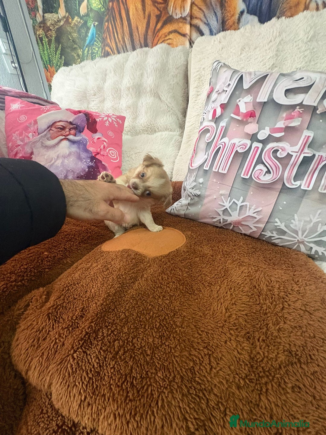 Chihuahua perros en venta: Chihuahua toy pelo largo  - Anuncio 8