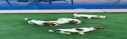 Jack Russell Terrier perros en venta: Jack russell terrier  - Anuncio 12