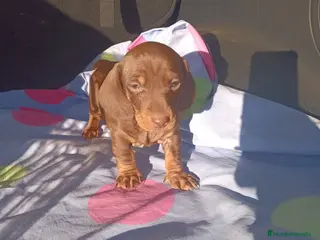 Teckel Miniatura perros Teckels Miniatura - Anuncio 1