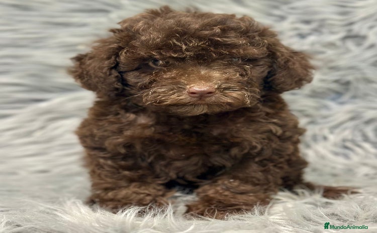 Caniche Enano perros - Anuncio 2