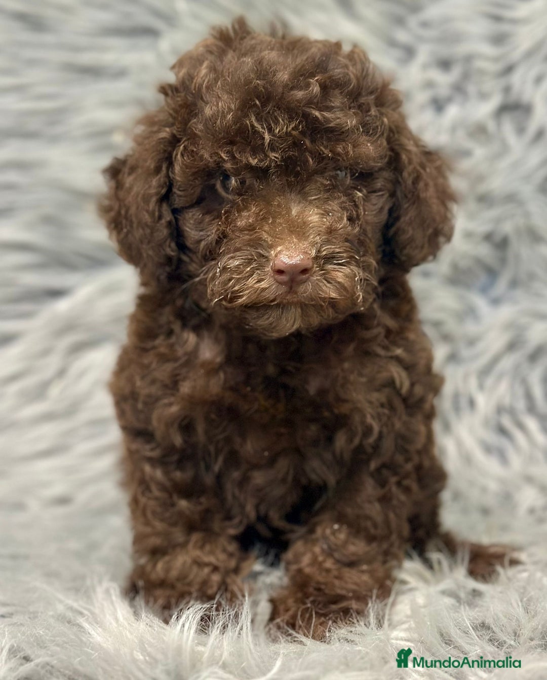 Caniche Enano perros en venta: CANICHE ENANO CHOCOLATE - Imagen 1