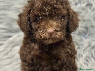 Caniche Enano perros - Anuncio 17