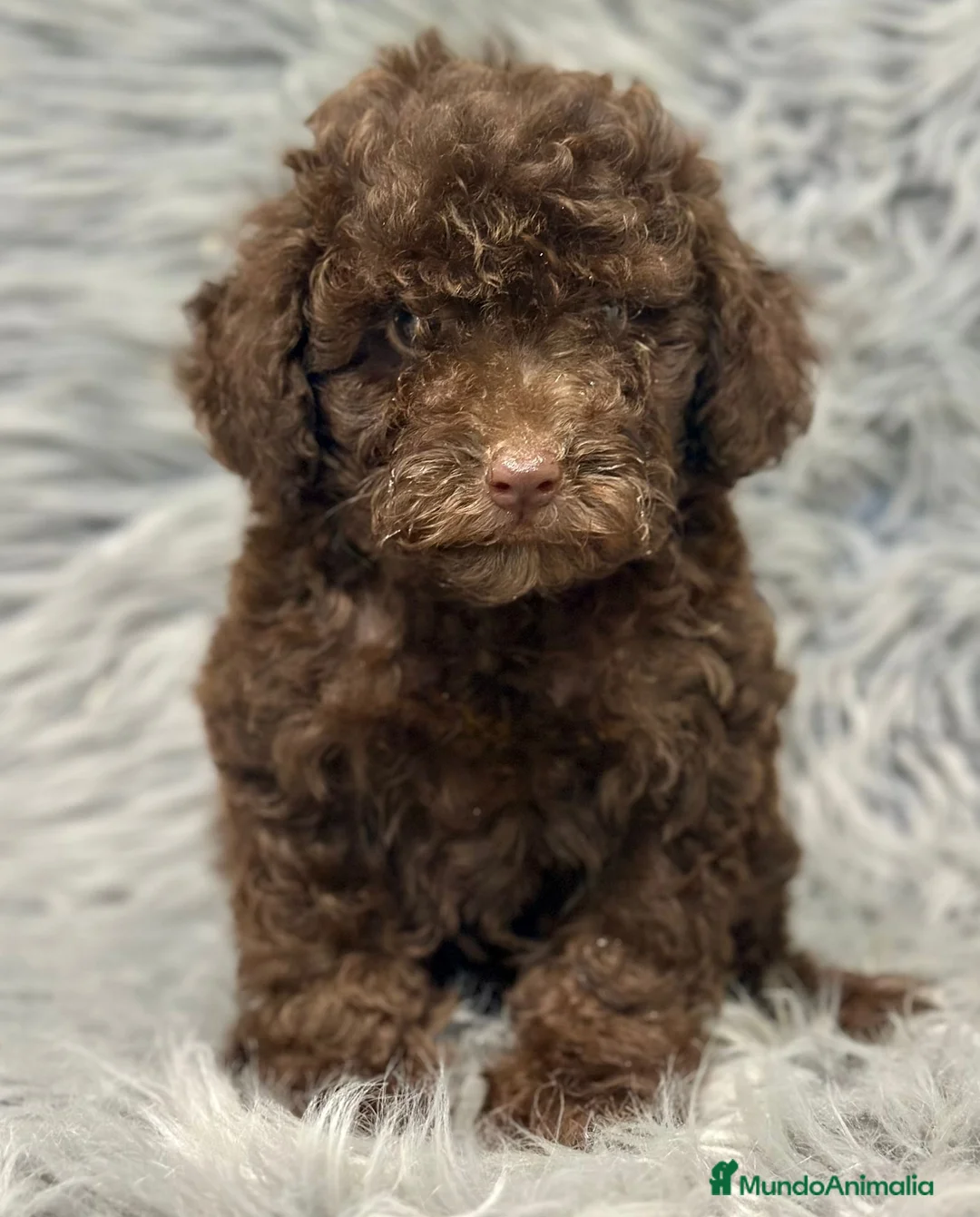 Caniche Enano perros en venta: CANICHE ENANO CHOCOLATE - Anuncio 1