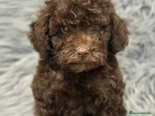 Caniche Enano perros CANICHE ENANO CHOCOLATE - Anuncio 13