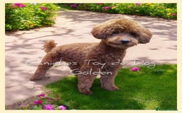 Caniche Toy perros en venta: Cachorros caniches toy - Imagen 8