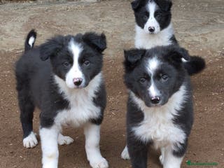 Border Collie perros Cachorros border collie 2 meses - Anuncio 2