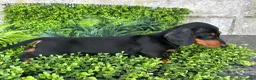 Teckel perros en venta: Teckel miniatura  en Toledo - Anuncio 10