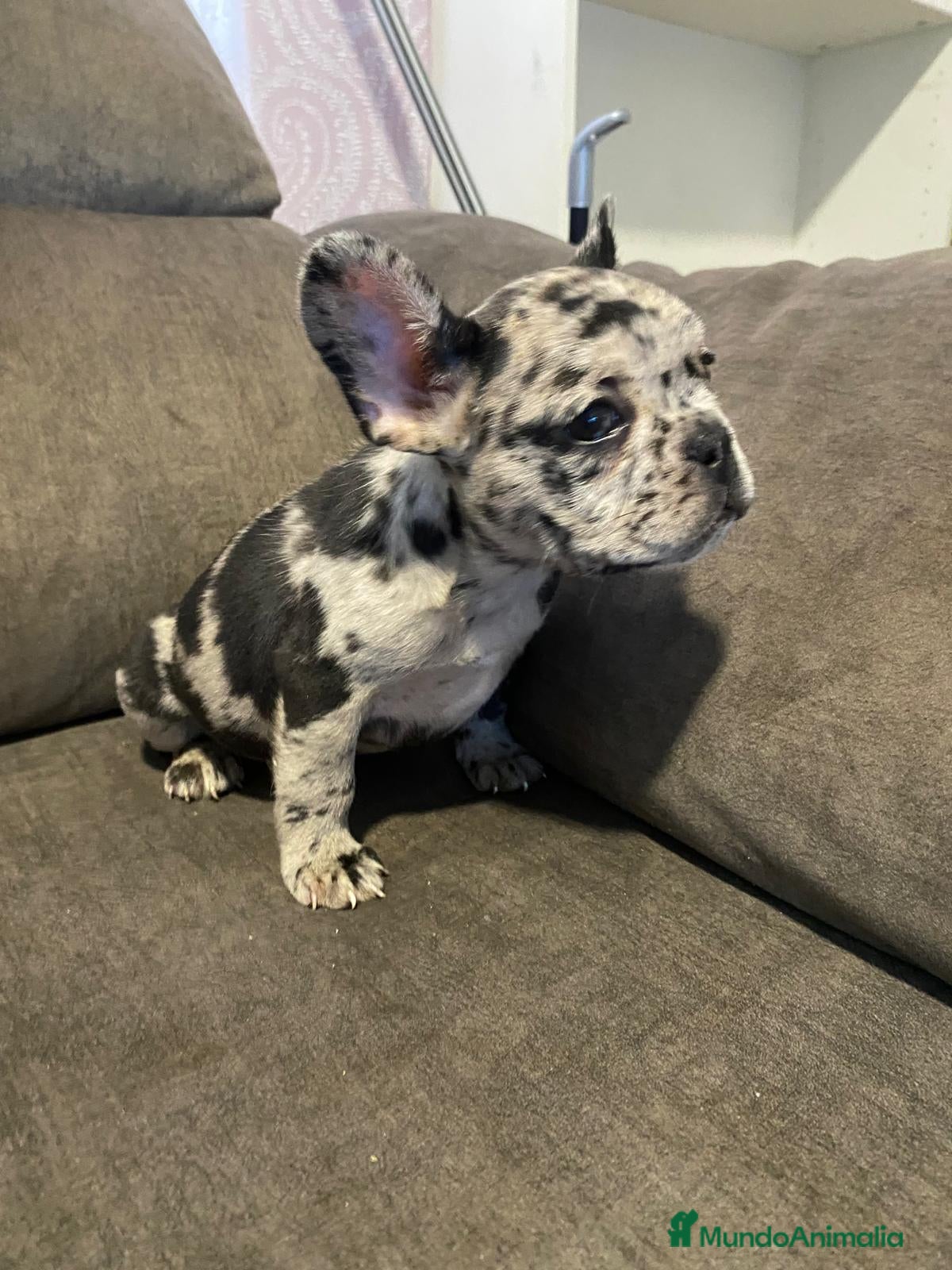 Bulldog Francés perros Bulldog francés exótico último!! - Anuncio 4