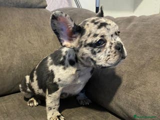 Bulldog Francés perros Bulldog francés exótico último!! - Anuncio 6