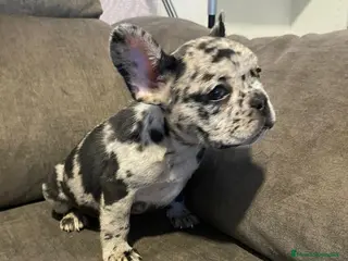 Bulldog Francés perros Bulldog francés exótico último!! - Anuncio 3