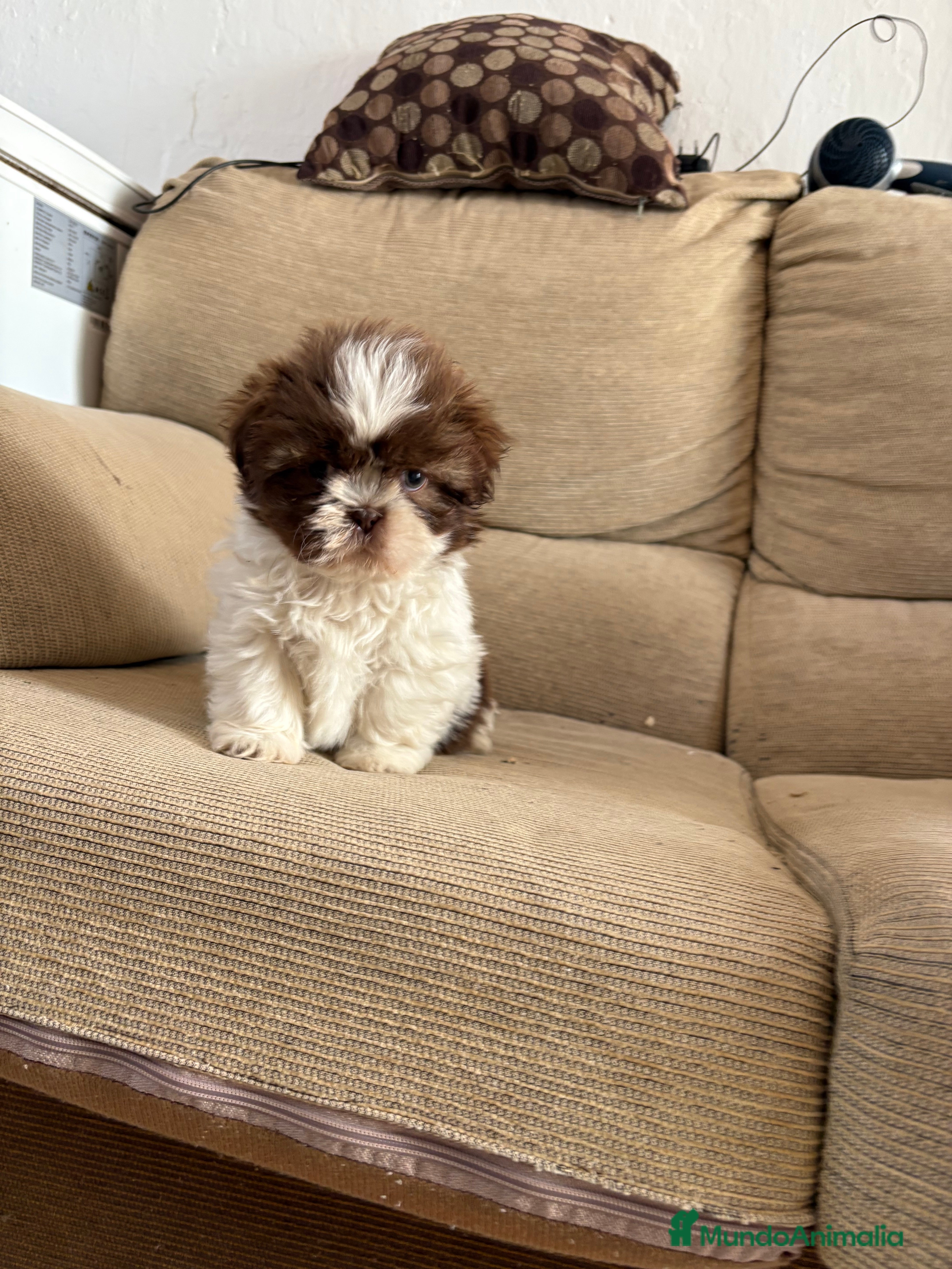 Shih Tzu perros Disponibles cachorritos de Shih-tzu - Anuncio 2