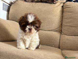Shih Tzu perros Disponibles cachorritos de Shih-tzu - Anuncio 5