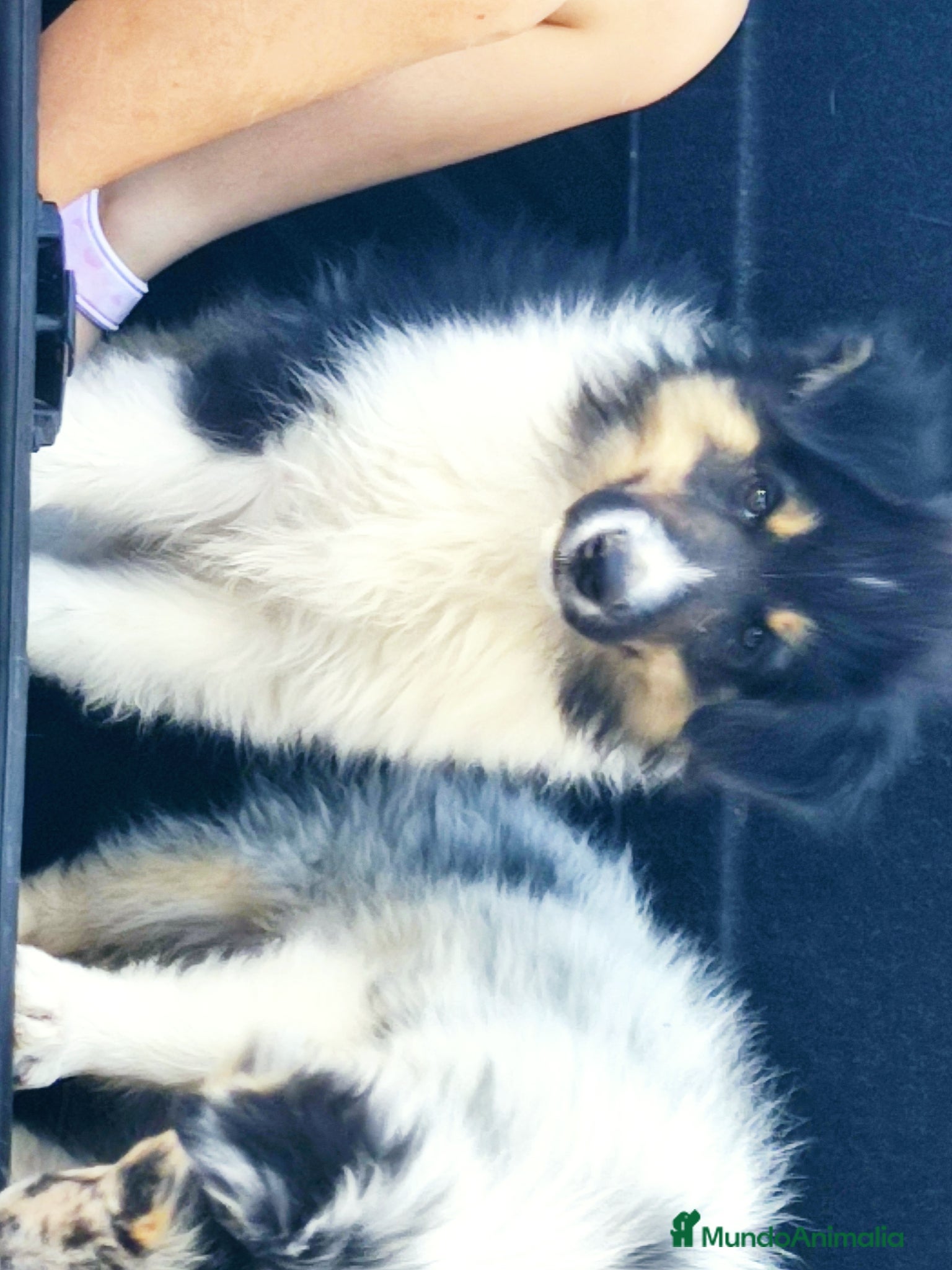 Collie de Pelo Largo perros en venta: Rough collie  - Anuncio 5