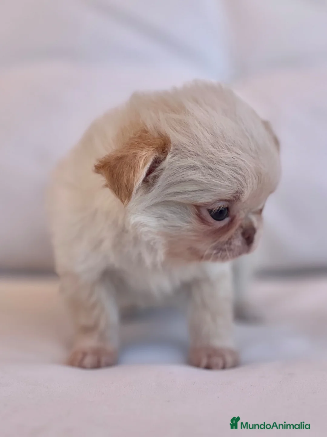 Chihuahua perros en venta: ESPECTACULAR CHIHUAHUA THAILANDES PLATINUM - Anuncio 3