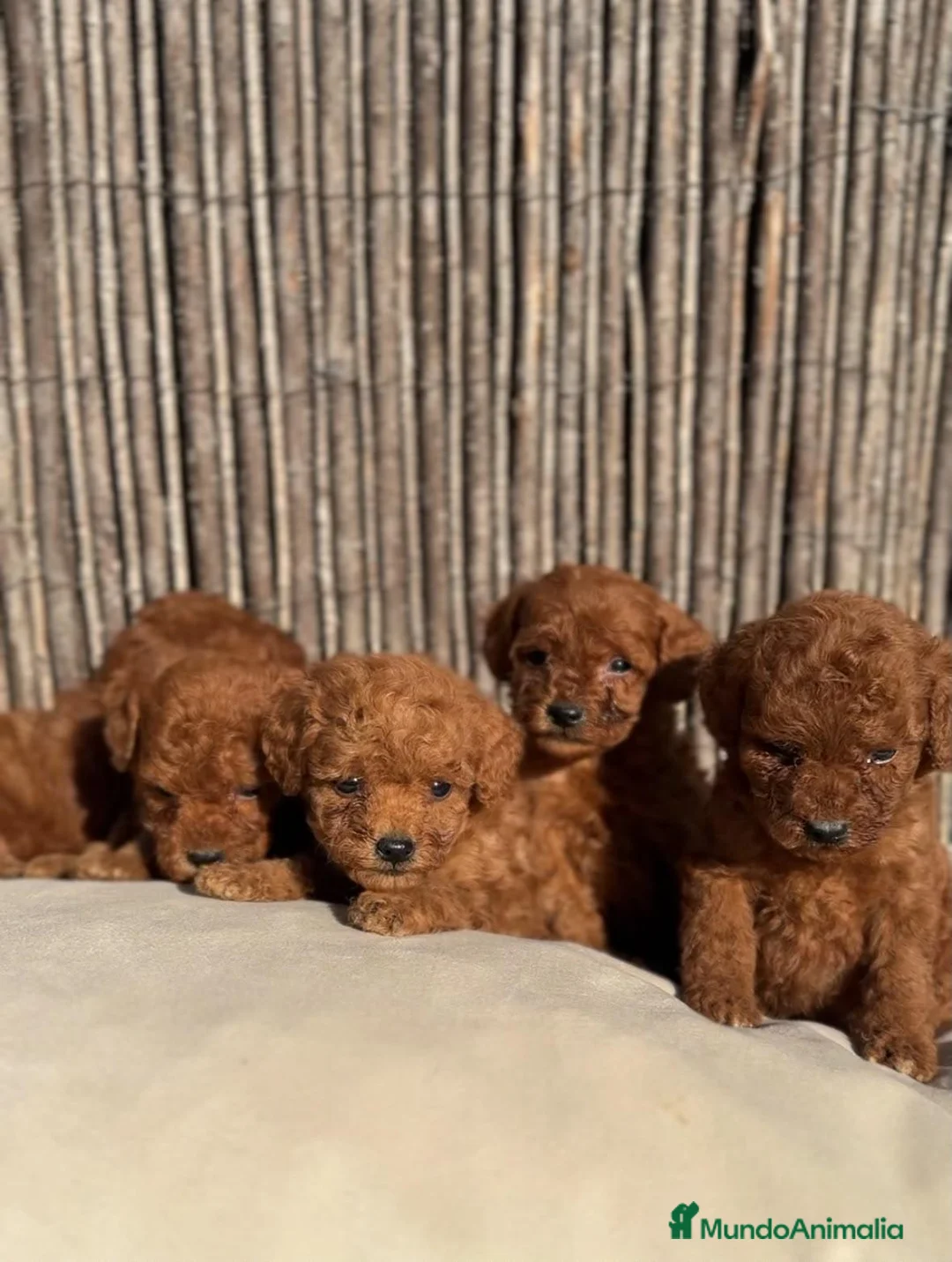Caniche Toy perros en venta: Caniches rojos  - Anuncio 6