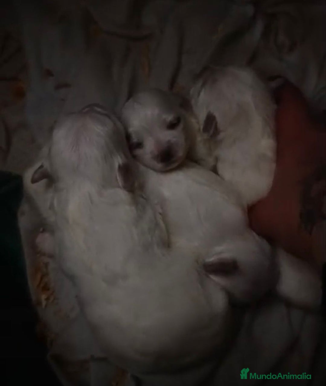 Bichón Maltés perros en venta: Bichon maltés toy - Anuncio 1