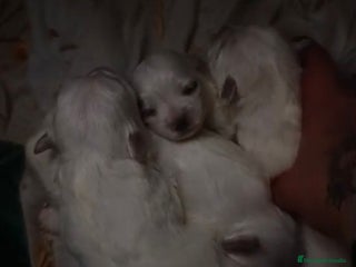 Bichón Maltés perros Bichon maltés toy - Anuncio 1