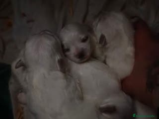 Bichón Maltés perros Bichon maltés toy - Anuncio 2
