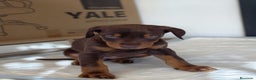 Dobermann perros en venta: Doberman  - Anuncio 5