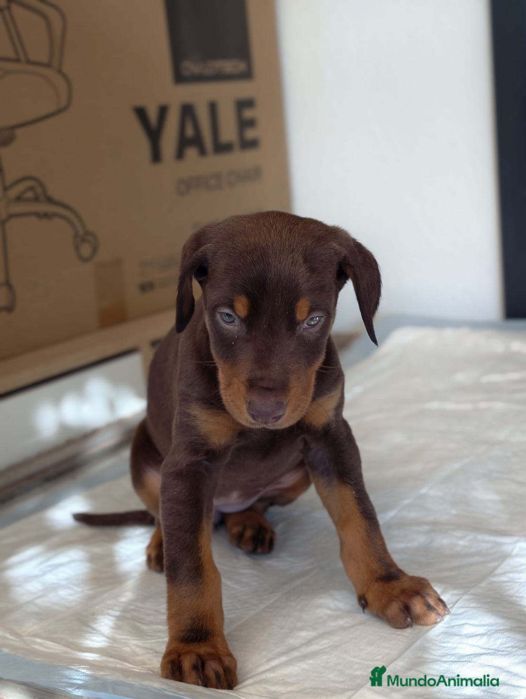 Dobermann perros en venta: Doberman  - Anuncio 5